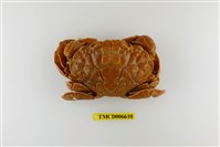 藏品(銅鑄熟若蟹)的圖片